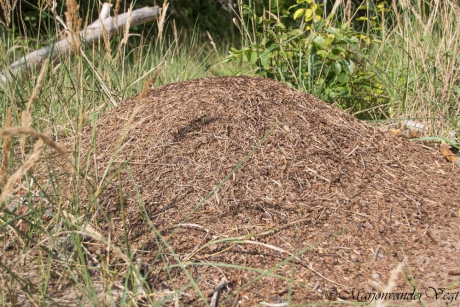 Termieten heuvel
