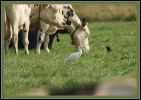 Terug naar de koereiger