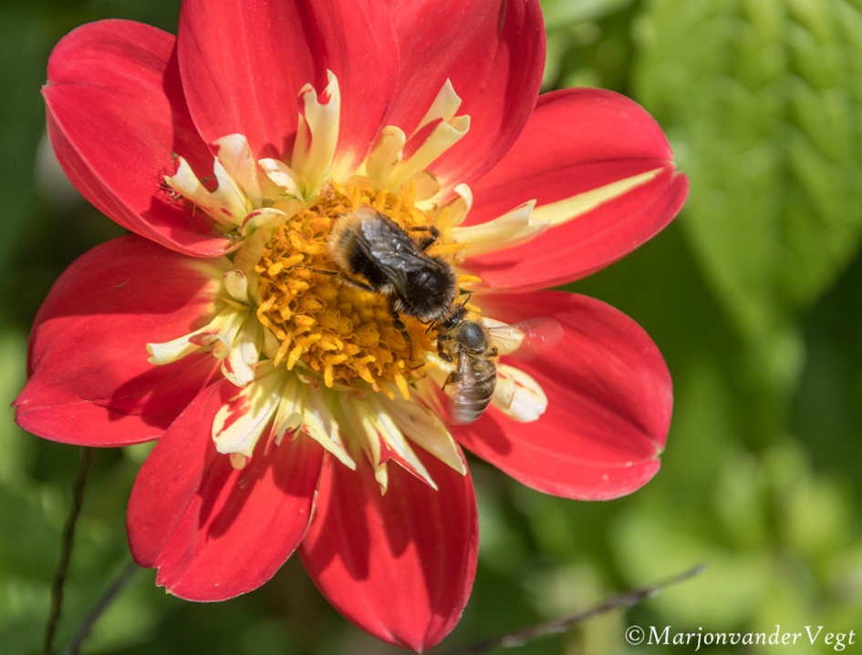 Tete sur Tete - Geleedpotigen - Hommel