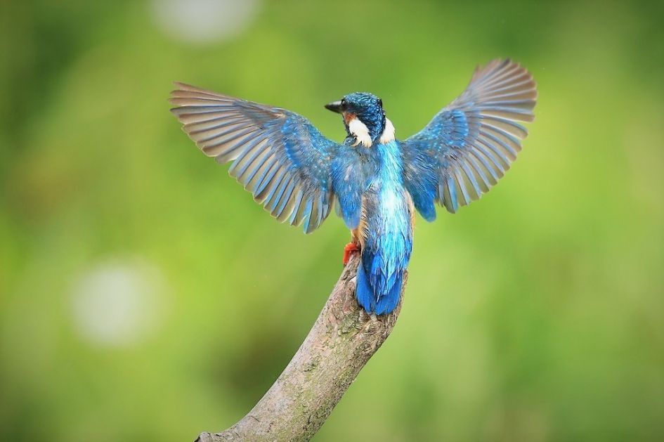The Blauwe Flits - Vogels - IJsvogel