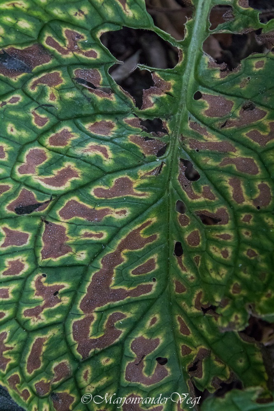 The road to nowhere - Planten - plant