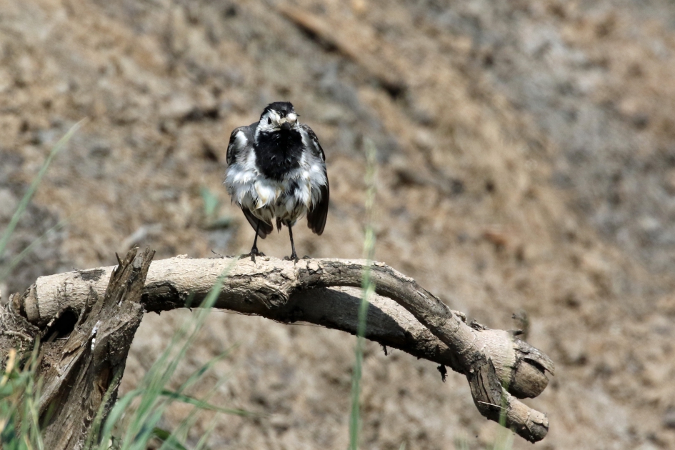 The Warrior - Vogels - 