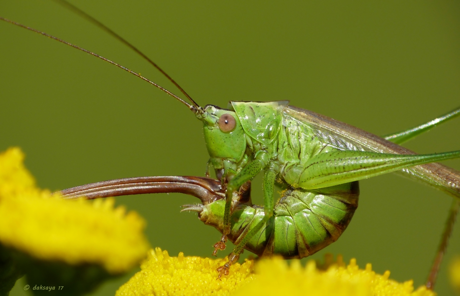 Tijd voor mijn yoga oefening! - Geleedpotigen - 
