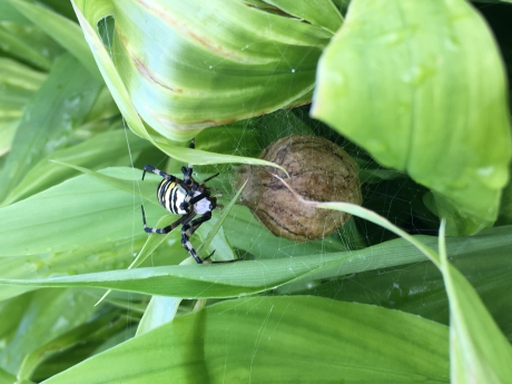 Tijgerspin met nest