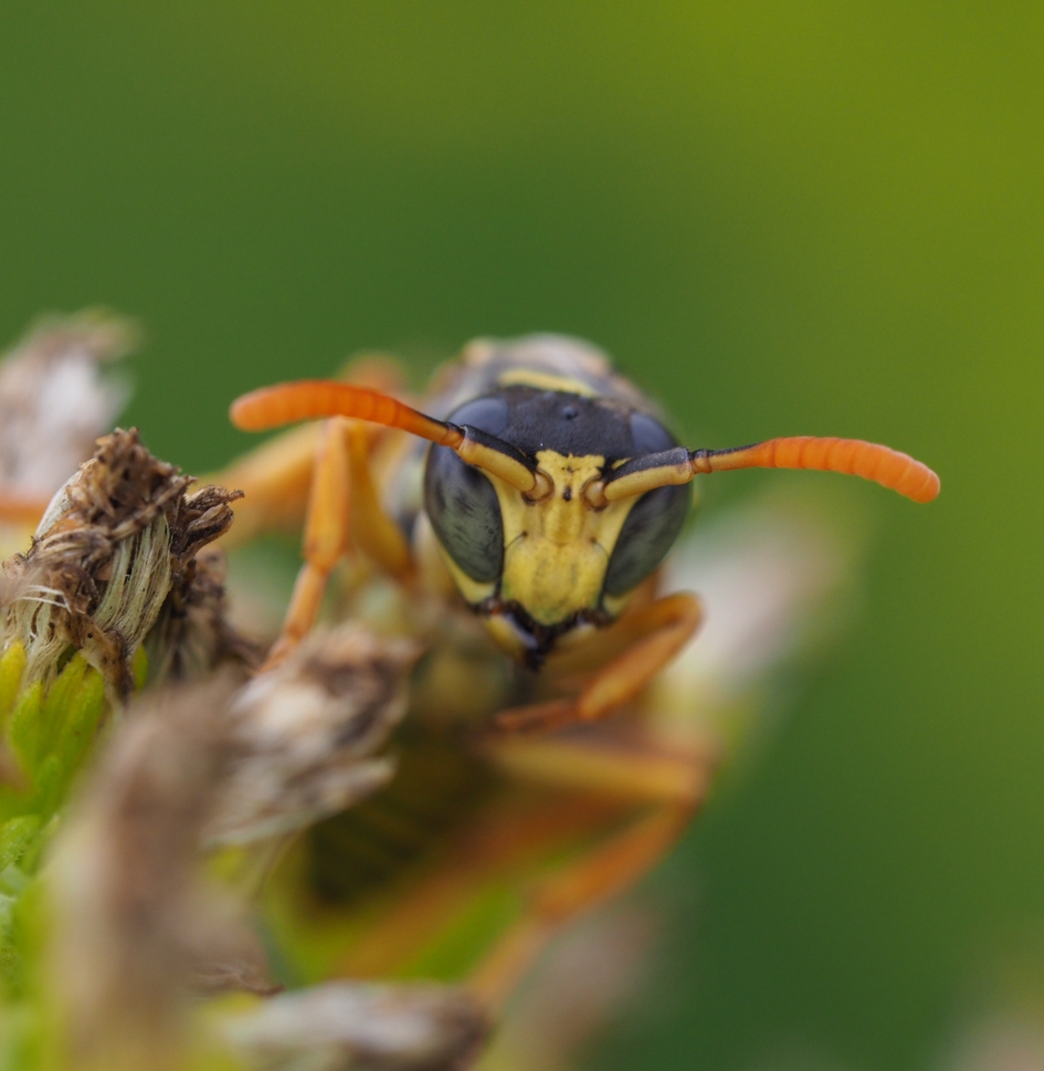 Torreador - Geleedpotigen - Wesp, soort onbekend