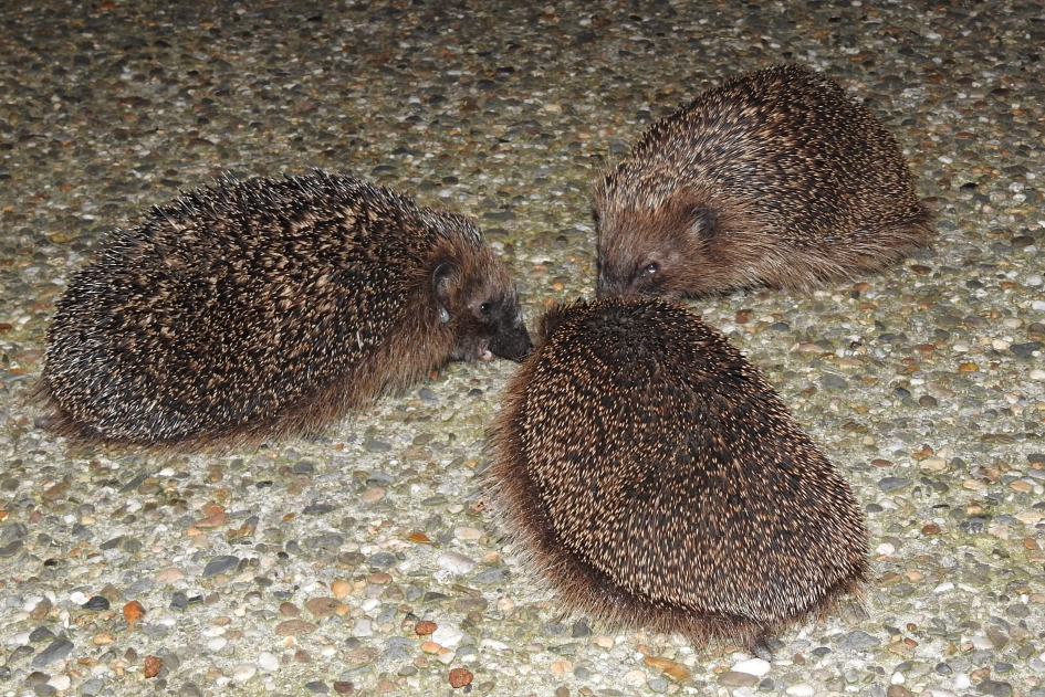 Trio - Zoogdieren - Egel
