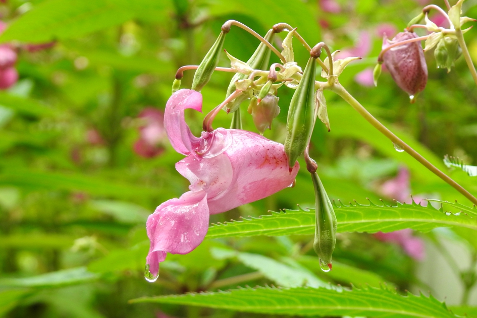 Tunnelbloem - Planten - Reuzenbalsemien