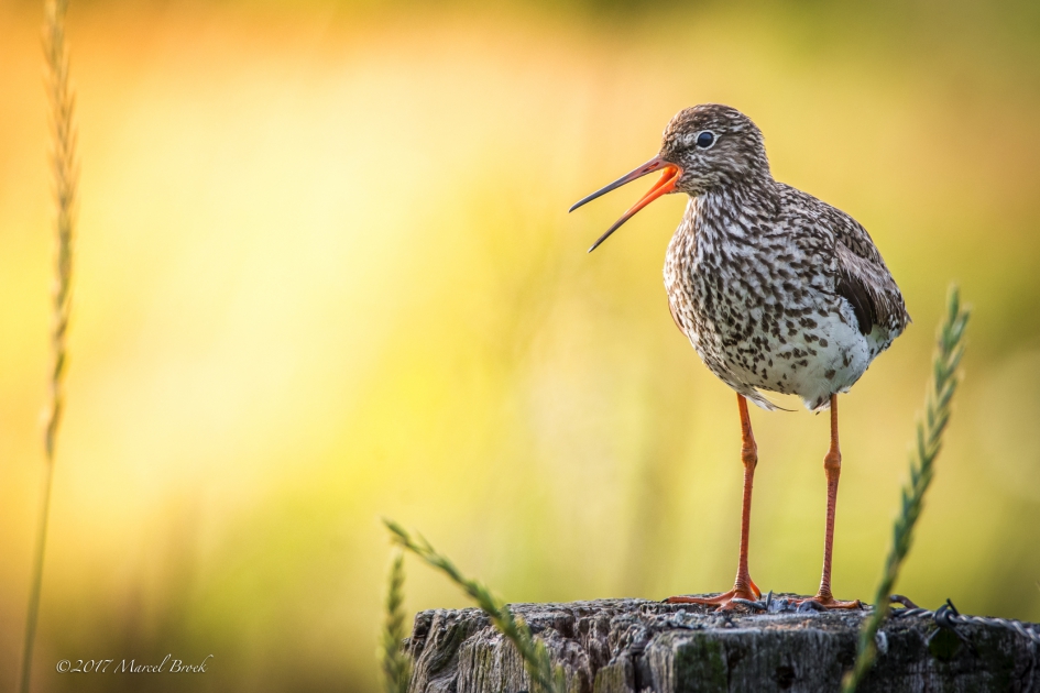 Tureluur - Vogels - Tureluur