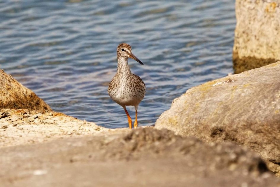 Tussen de rotsen - Vogels - Tureluur