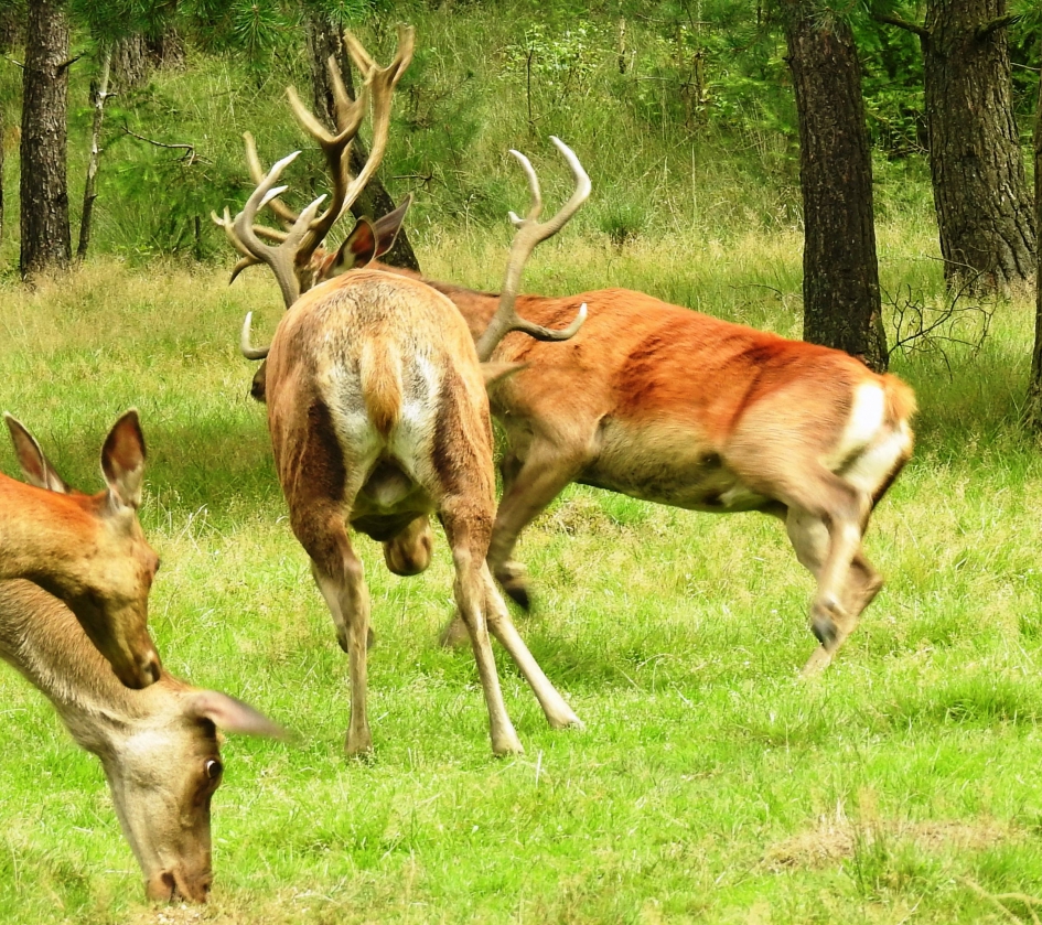 Twee edelhertbokken gaan de strijd aan. - Zoogdieren - Edelhert