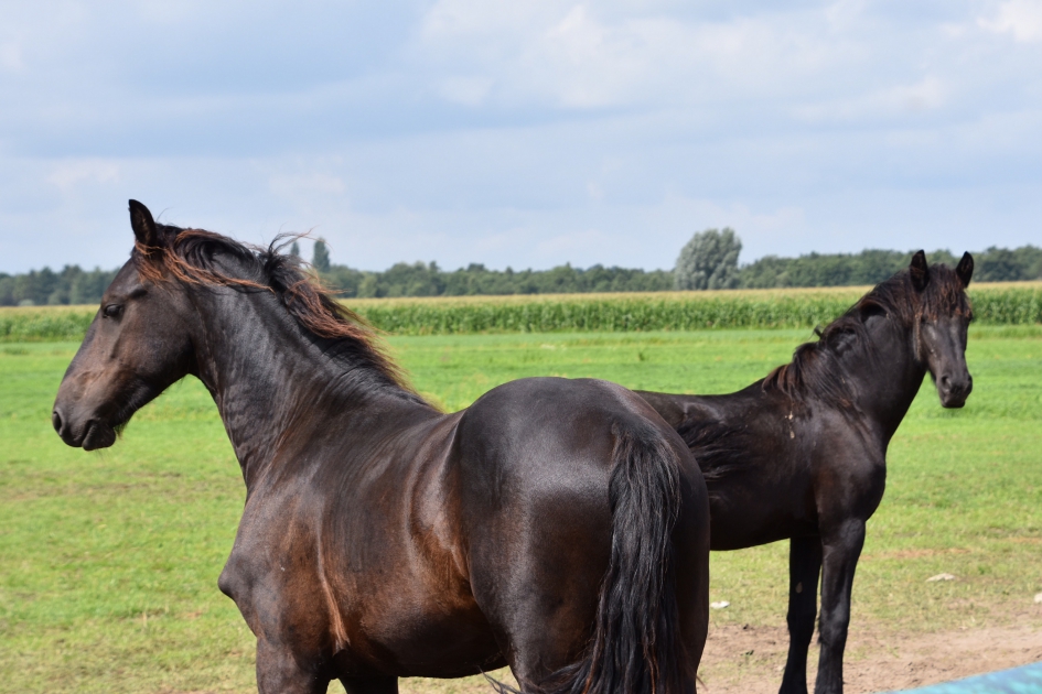 Twee paarden in de wei - Zoogdieren - 