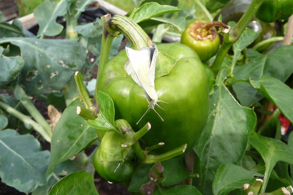 Twee vlindertjes - Geleedpotigen - 