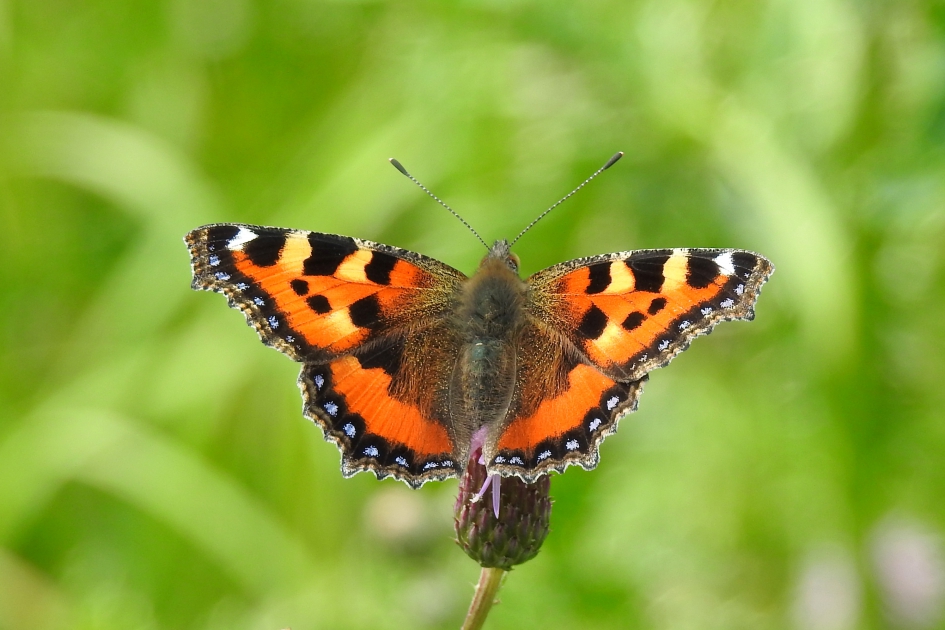Tweede of derde generatie - Geleedpotigen - Kleine vos
