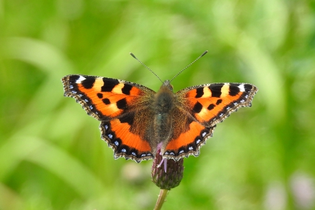 Tweede of derde generatie