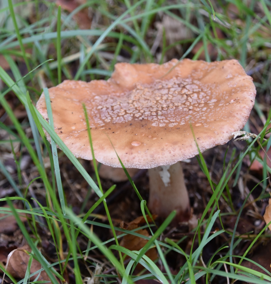 Tweede paddestoel vanmiddag! - Schimmels - 