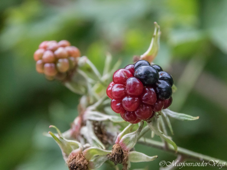 Tweedeling - Planten - bramen