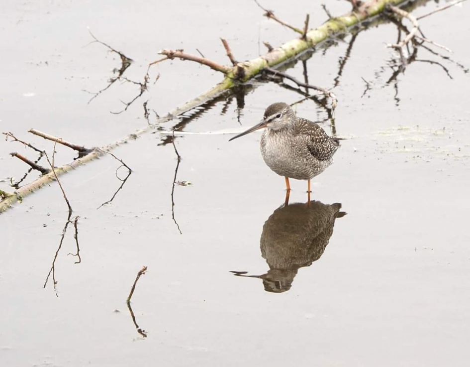 Uit de dekking - Vogels - Zwarte ruiter