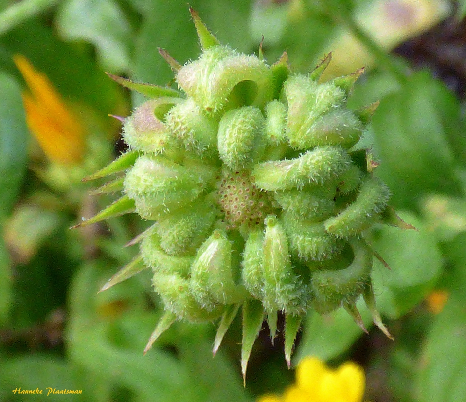 Uitgbloeid. - Planten - Goudsbloem