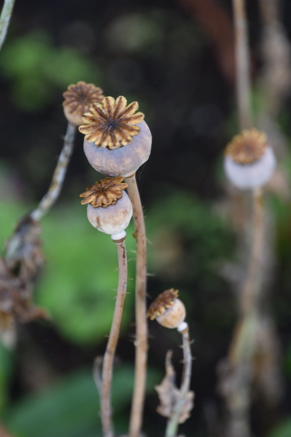 Uitgebloeid - Planten - 