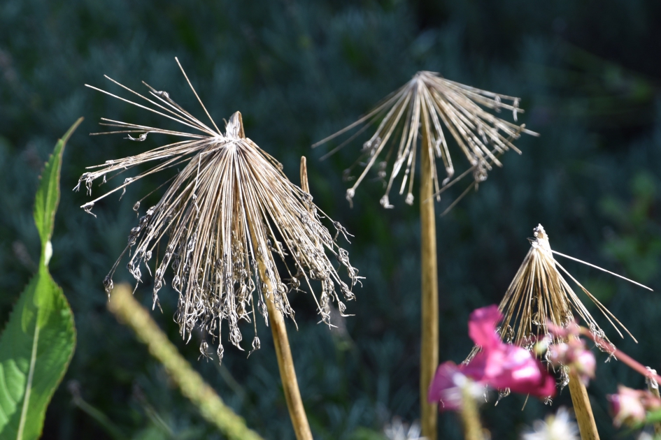 Uitgebloeid - Planten - 