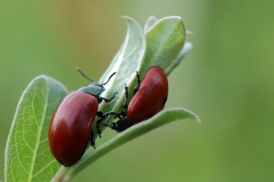 upstairs-downstairs - Geleedpotigen - 