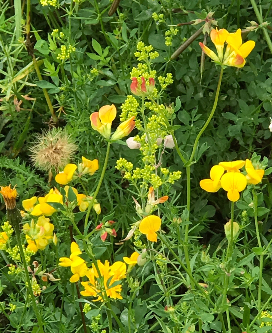 Van alles wat in de berm - Planten - 