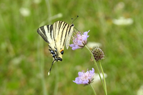 Van koninklijke bloede
