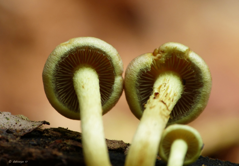 Van onderen - Schimmels - 