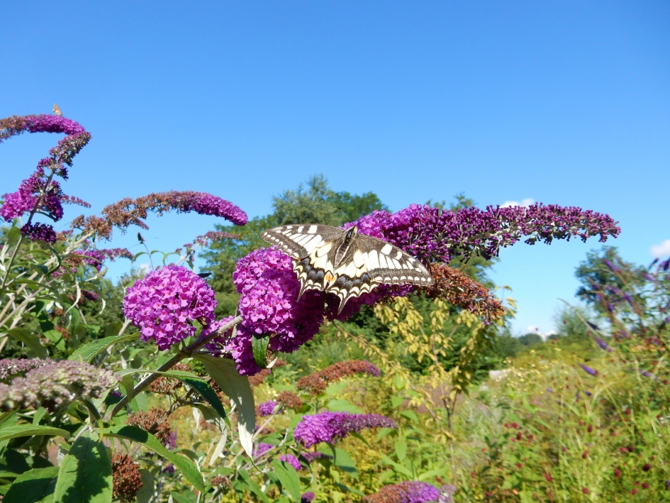 Vastgeplakt - Geleedpotigen - Koninginnenpage