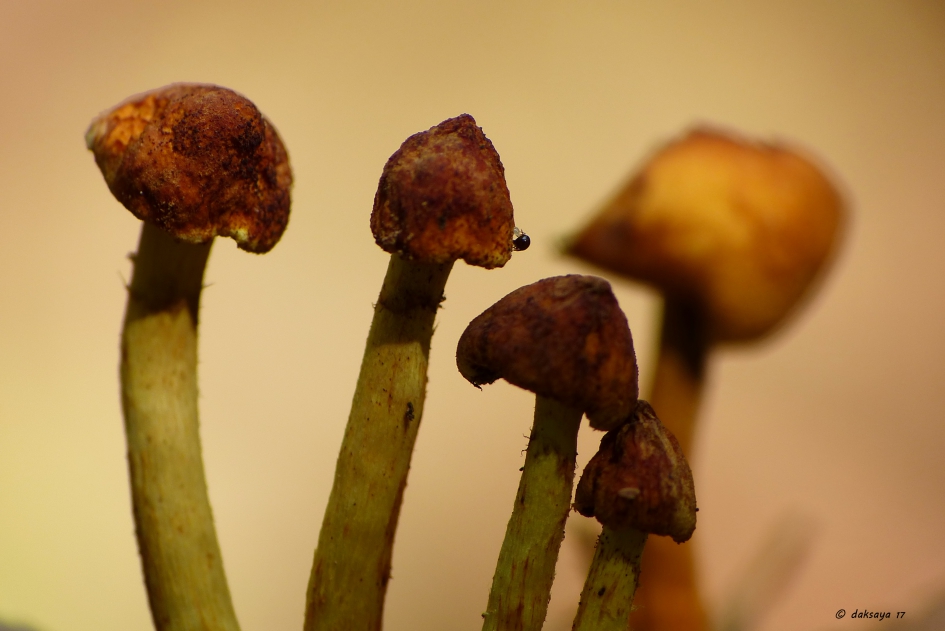 Verdroogd 2 - Schimmels - 