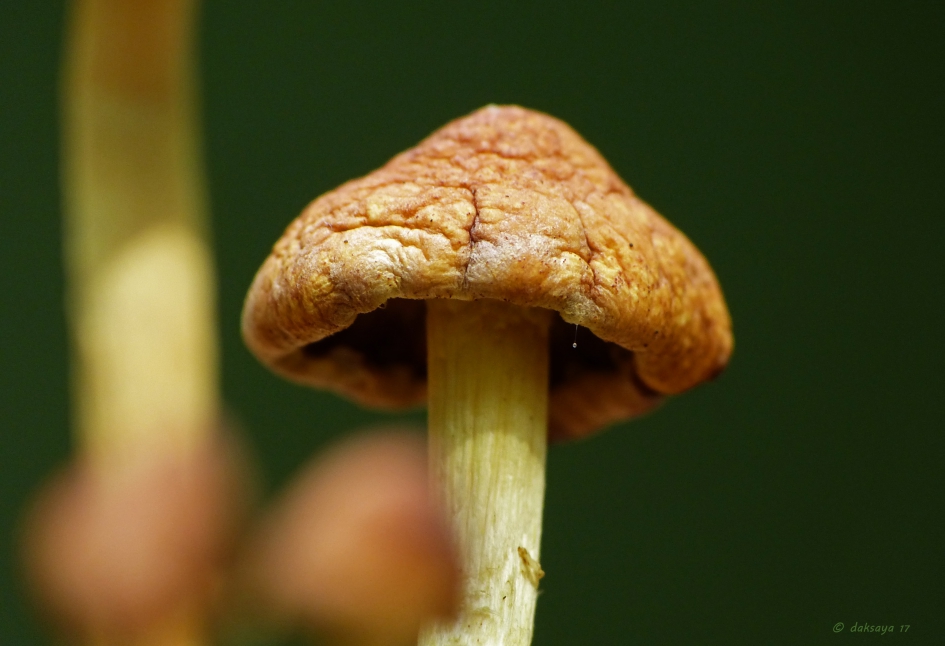 Verdroogd - Schimmels - 