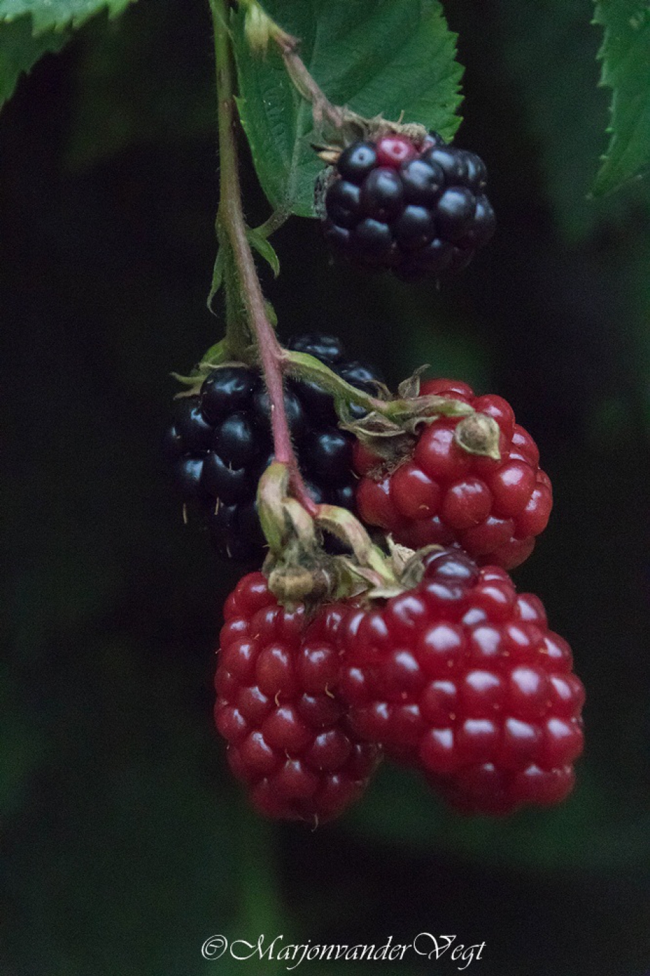 Verleiding lonkt - Planten - bramen