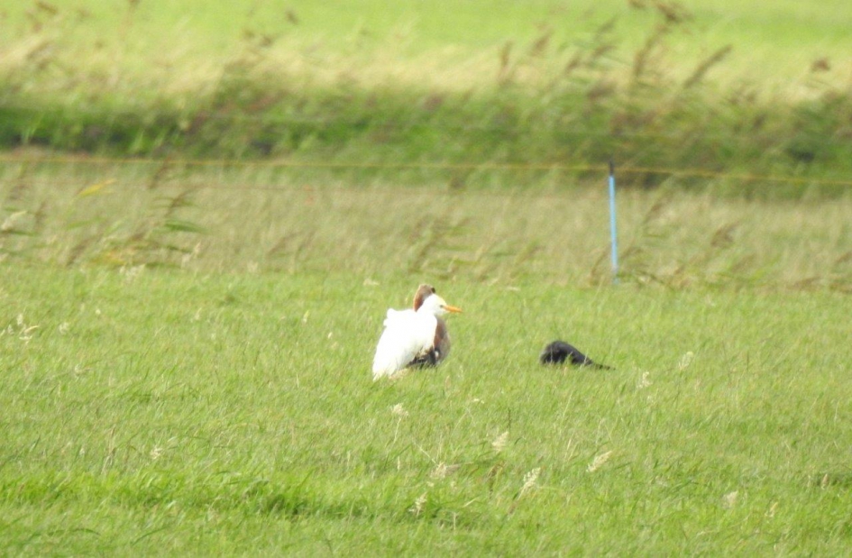 verrassing - Vogels - Koereiger aduld in winterkleed