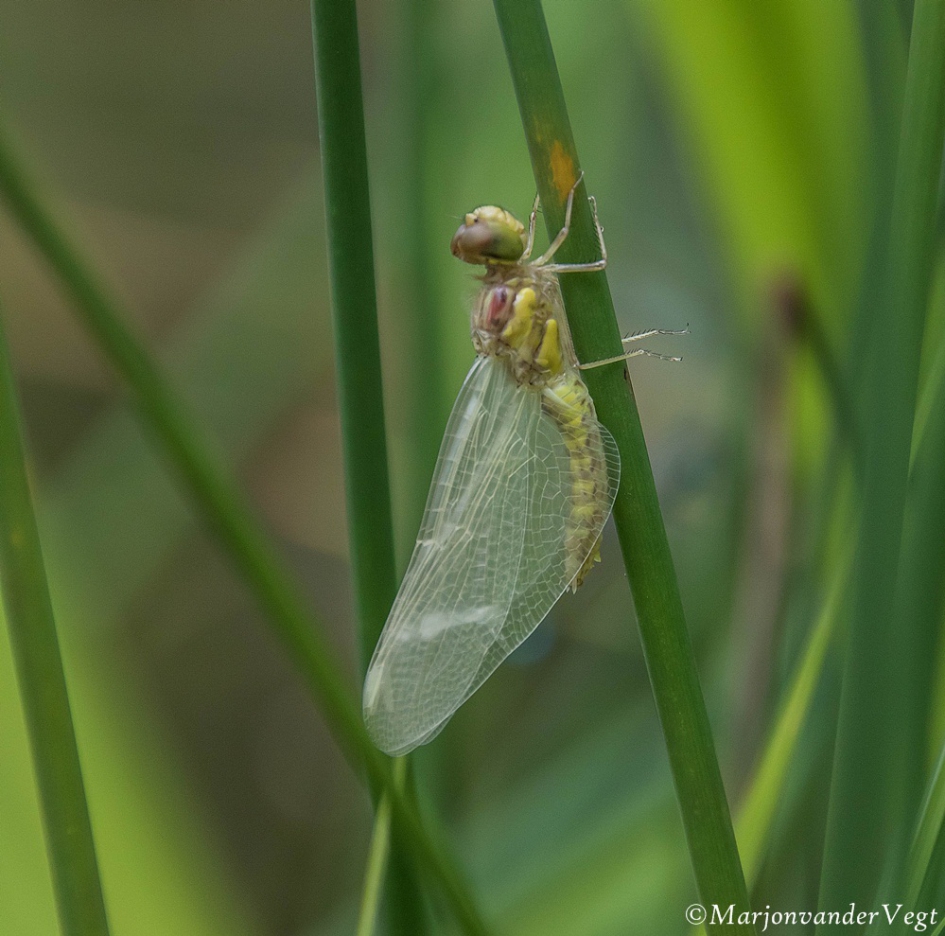 Vers van de pers - Geleedpotigen - Libelle