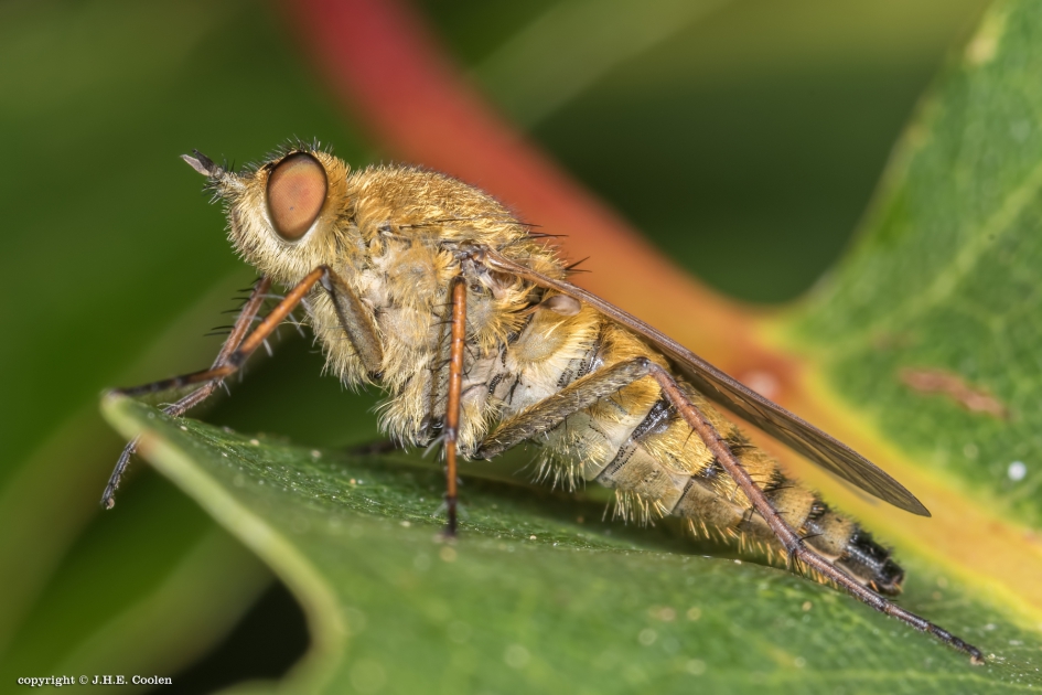 Viltvlieg - Geleedpotigen - Viltvlieg