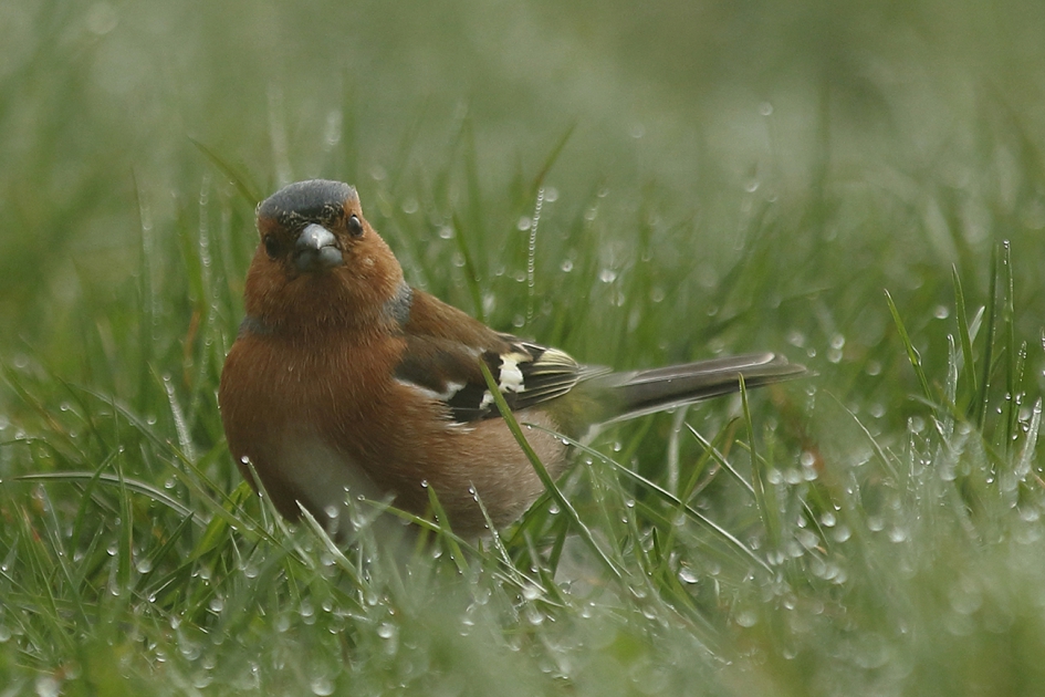 vink -m- - Vogels - 