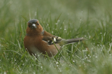 vink -m-