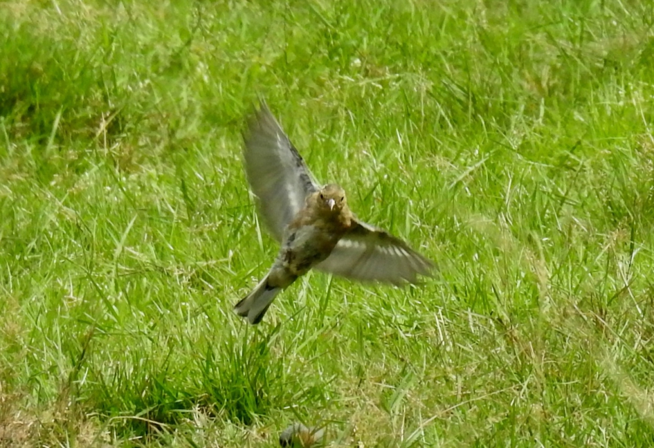 Vink landt in het gras. - Vogels - Vink