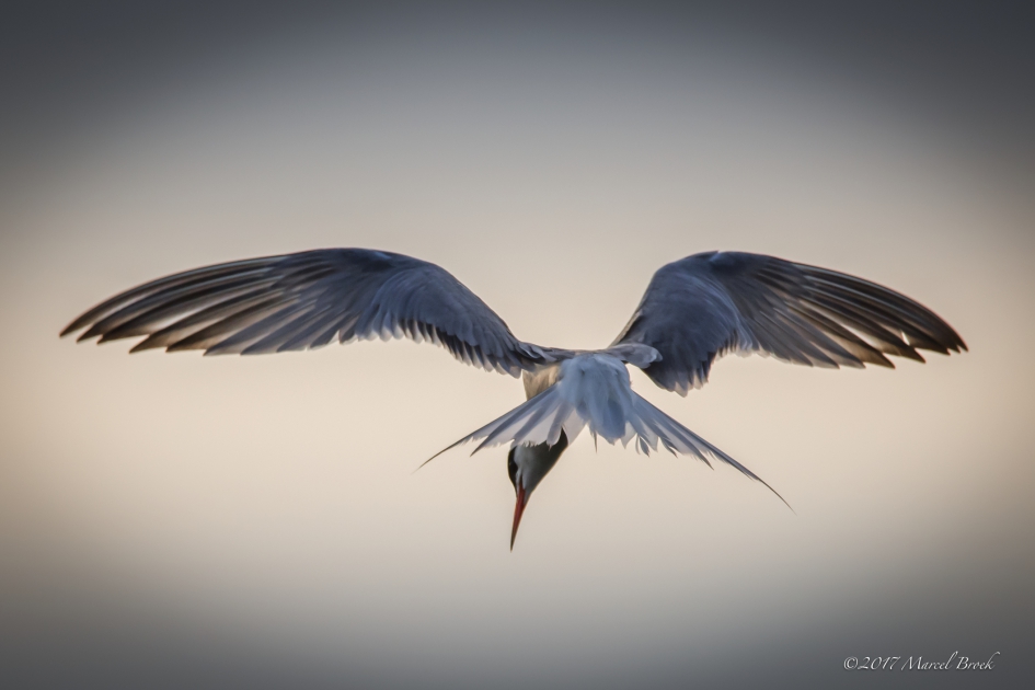 Visdief op jacht - Vogels - Visdief