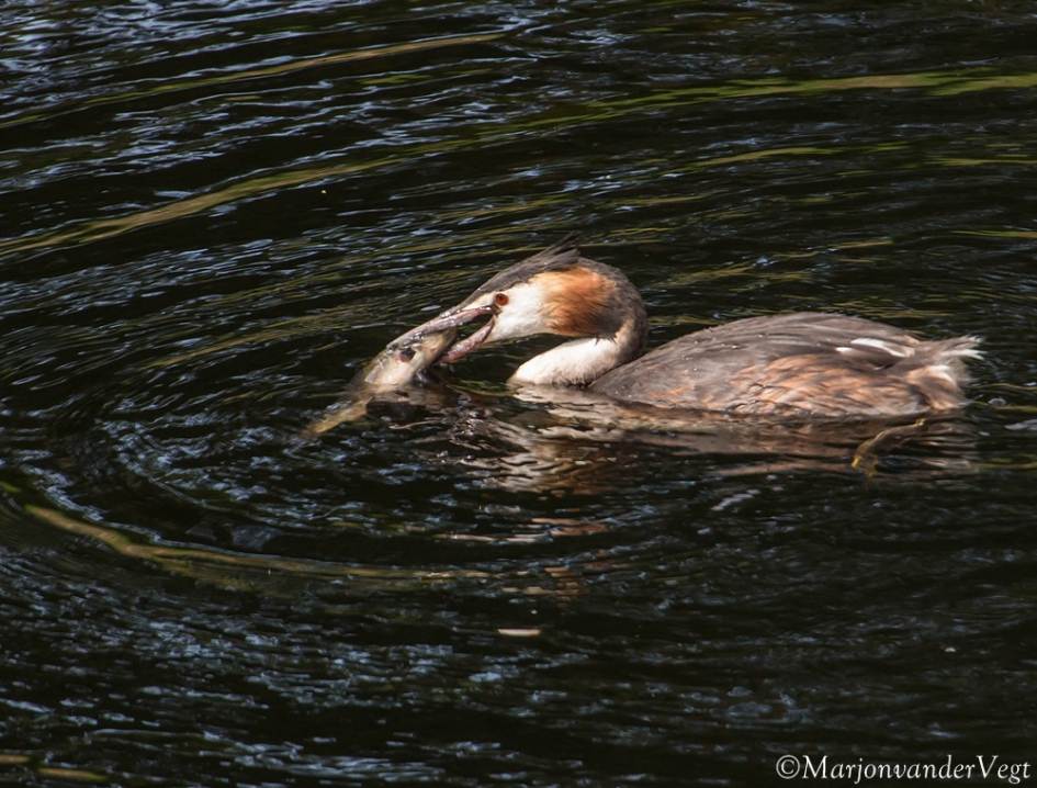 Vissende Fuut - Vogels - Fuut