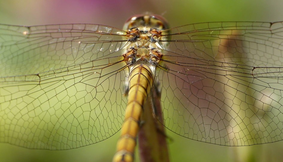 Vleugels heidelibel - Geleedpotigen - 