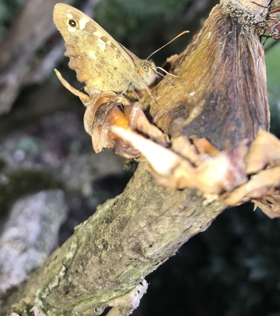 Vlinder - Geleedpotigen - 