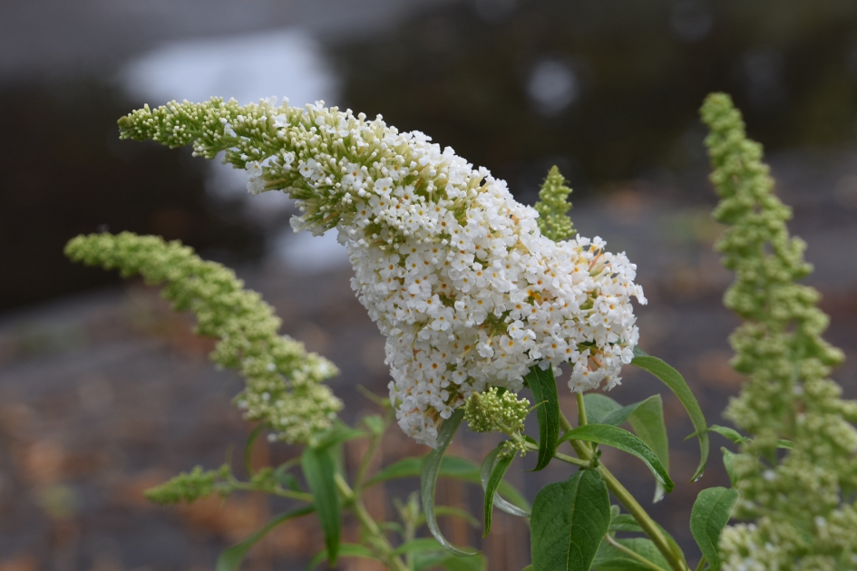 Vlinderstruik - Planten - 