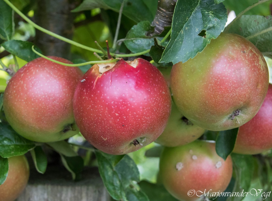 Voor den dorst - Planten - appel