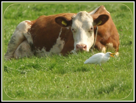 Voor Henny (bruinekikker)