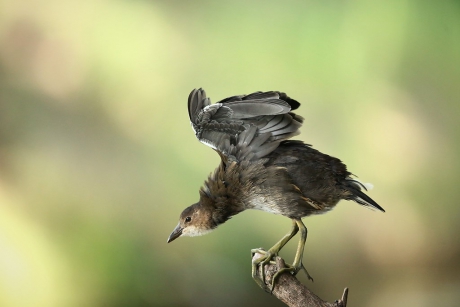 Vreemde vogel op de IJsvogelzitstok.