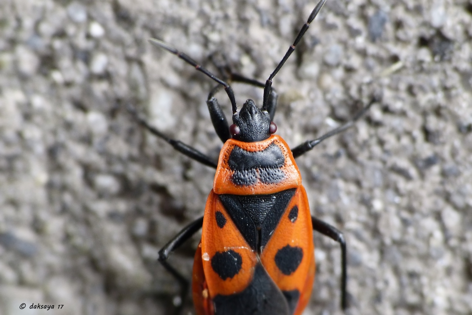 Vuurwants - Geleedpotigen - 