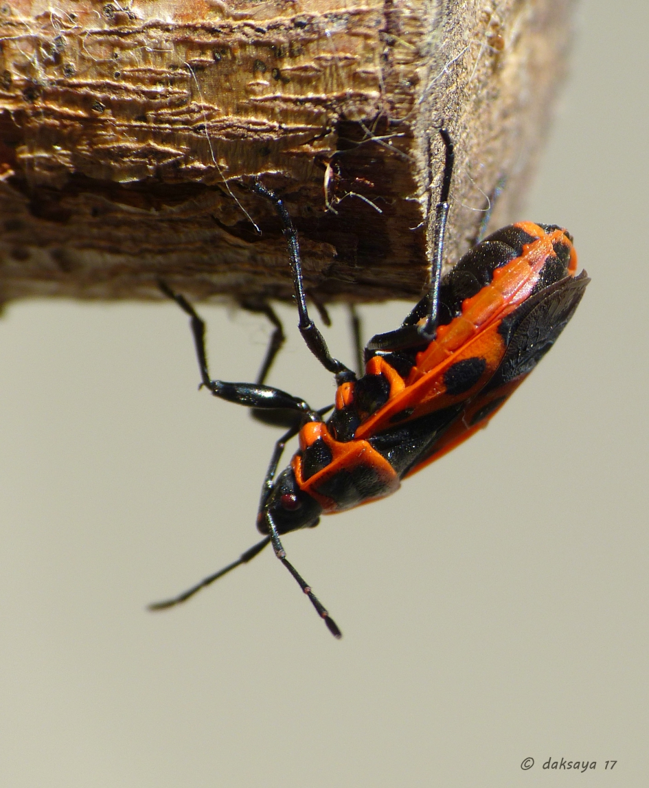 Vuurwants - Geleedpotigen - 