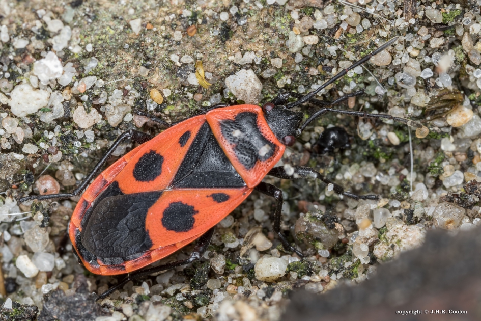 Vuurwants - Geleedpotigen - Vuurwants