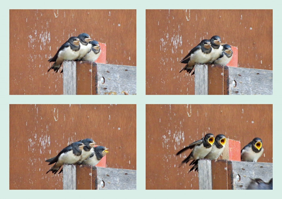 Wachten op een hapje... - Vogels - Boerenzwaluwen